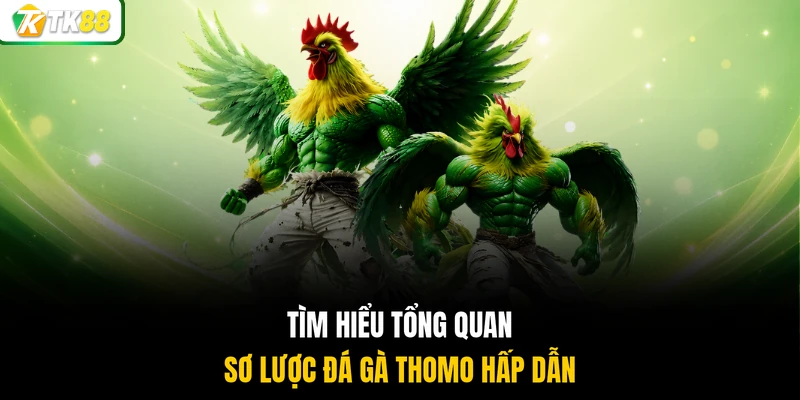 Tìm hiểu tổng quan sơ lược đá gà thomo hấp dẫn