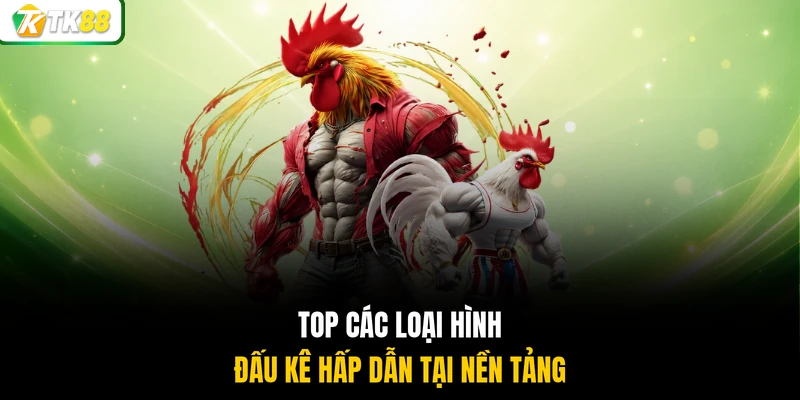 Top các loại hình đấu kê hấp dẫn tại nền tảng